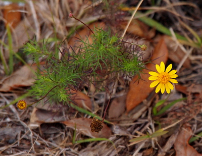 [A close view of a small plant with one fully bloomed completely yellow daisy. There is also one tiny closed bud. The greenery for this plant is more needle-like than leaf-like.]